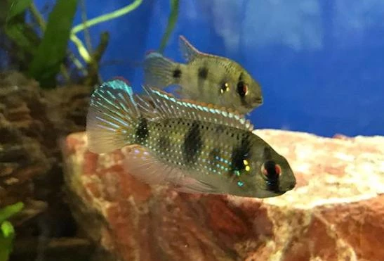 African Butterfly Cichlid